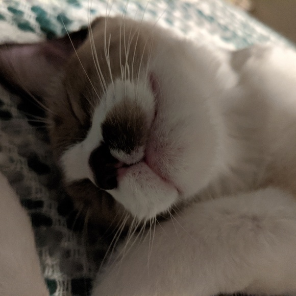 Meet your Posher, Laura - Picture 1 of 1